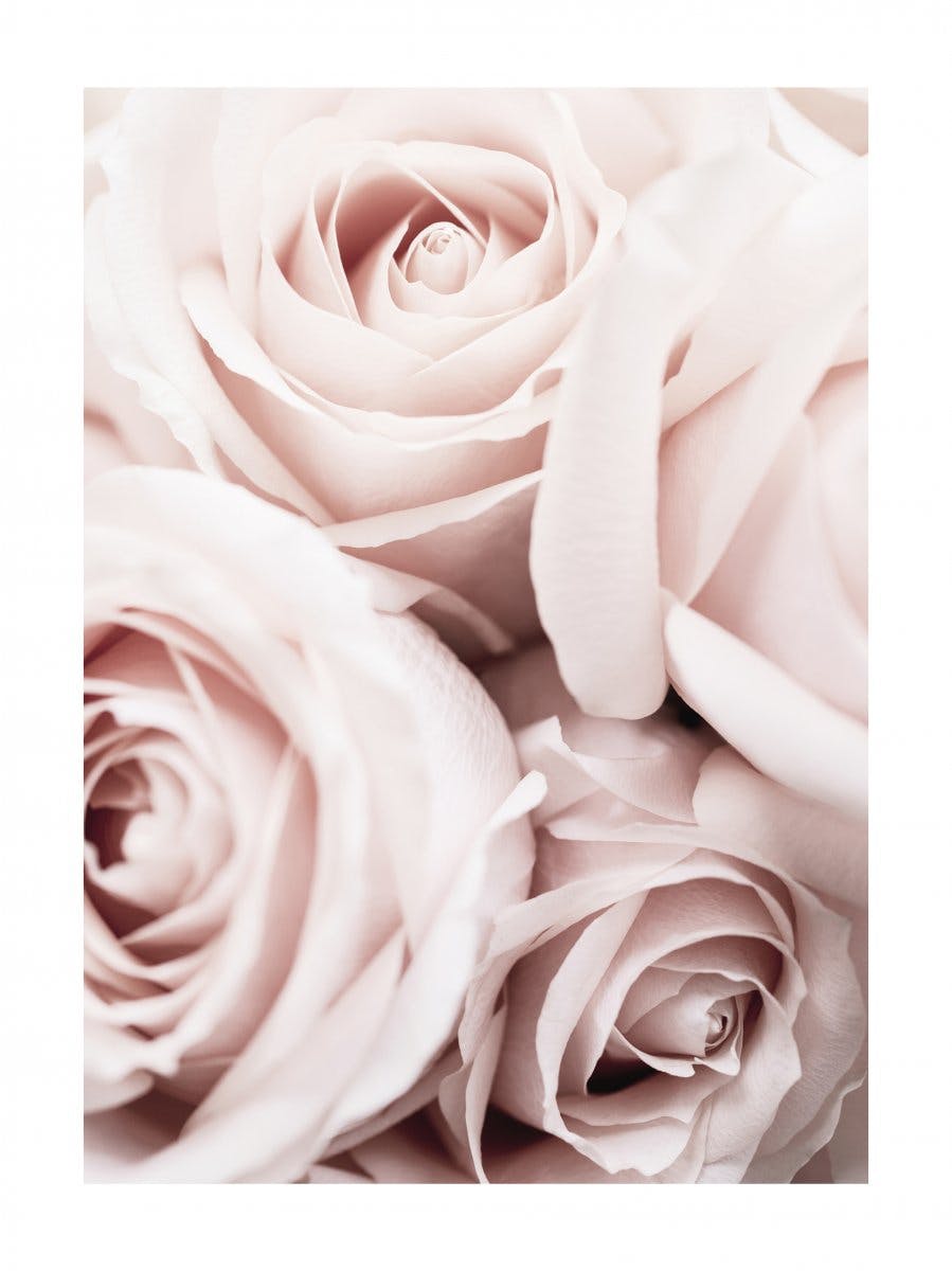 Plakat Różowe Róże 0