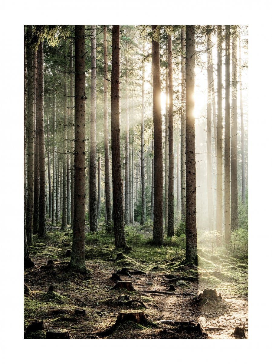 Sonnenschein Wald Poster 0