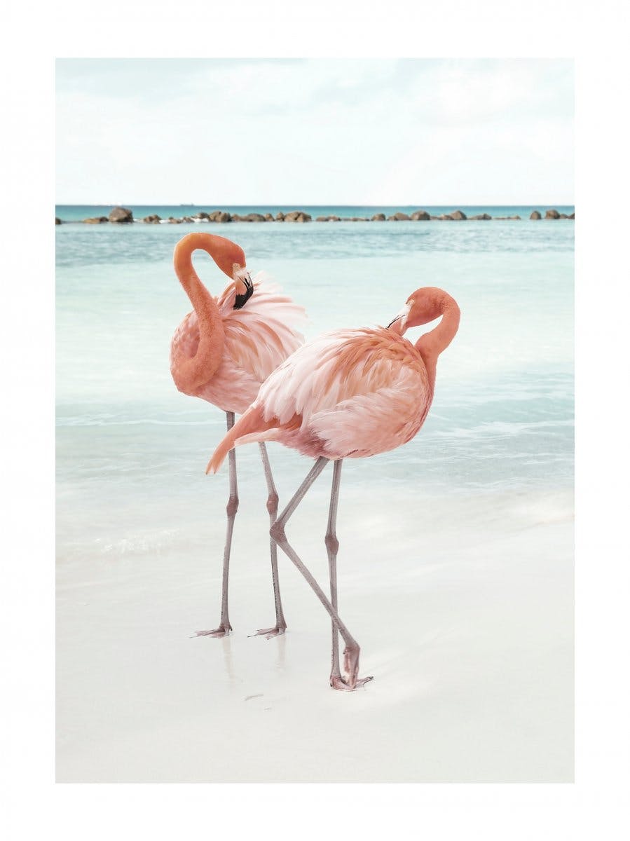 Flamants roses Amour Poster 0