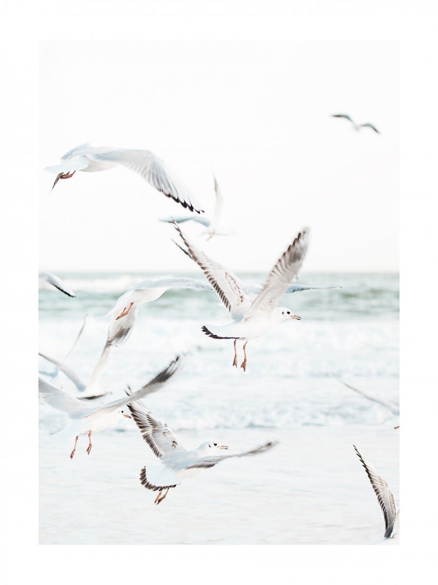 Flying Seagulls Poster 0