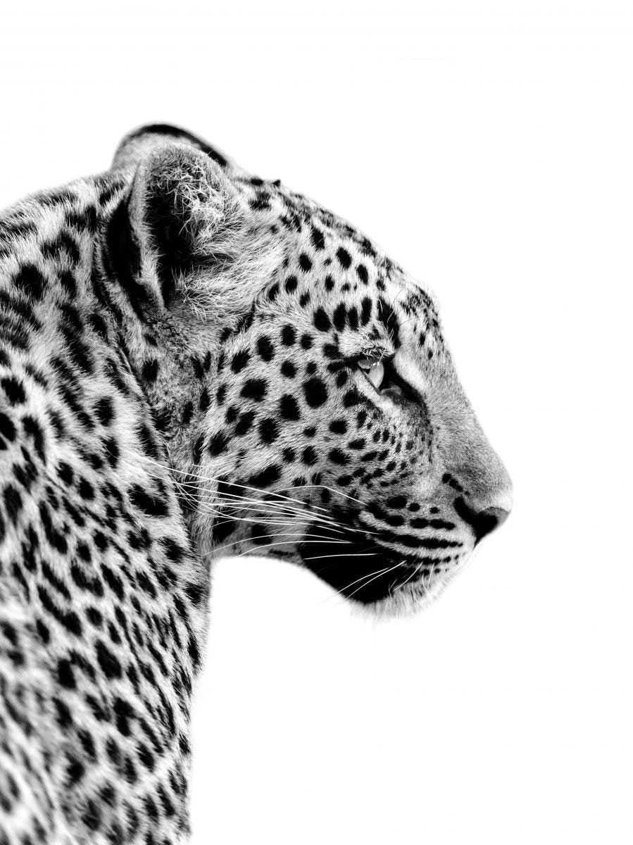 Leopard Plakat 0