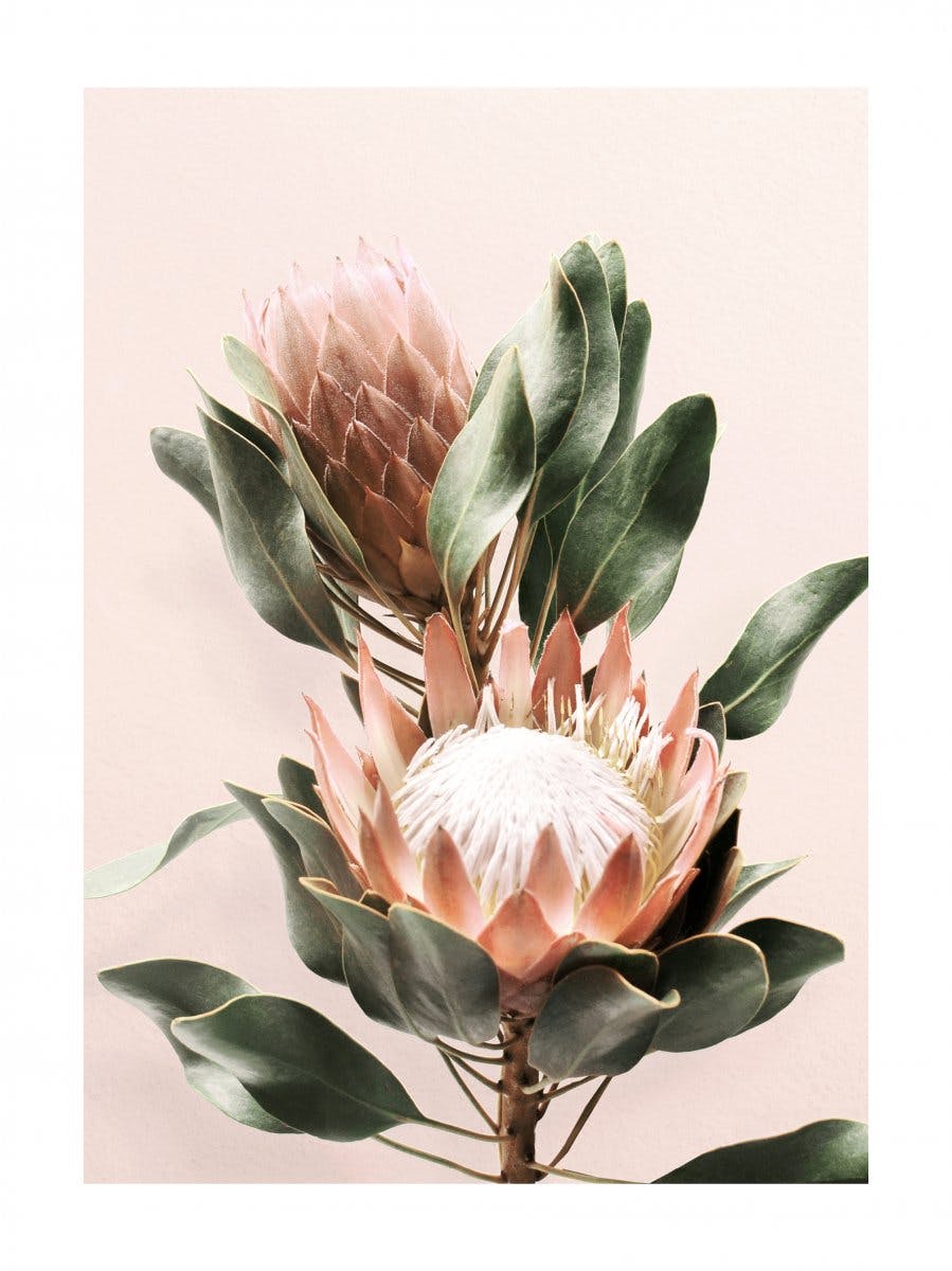 Protea Flowers Poster 0