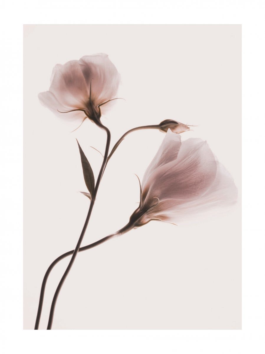 Rosa Pastel Blomster No1 Plakat 0