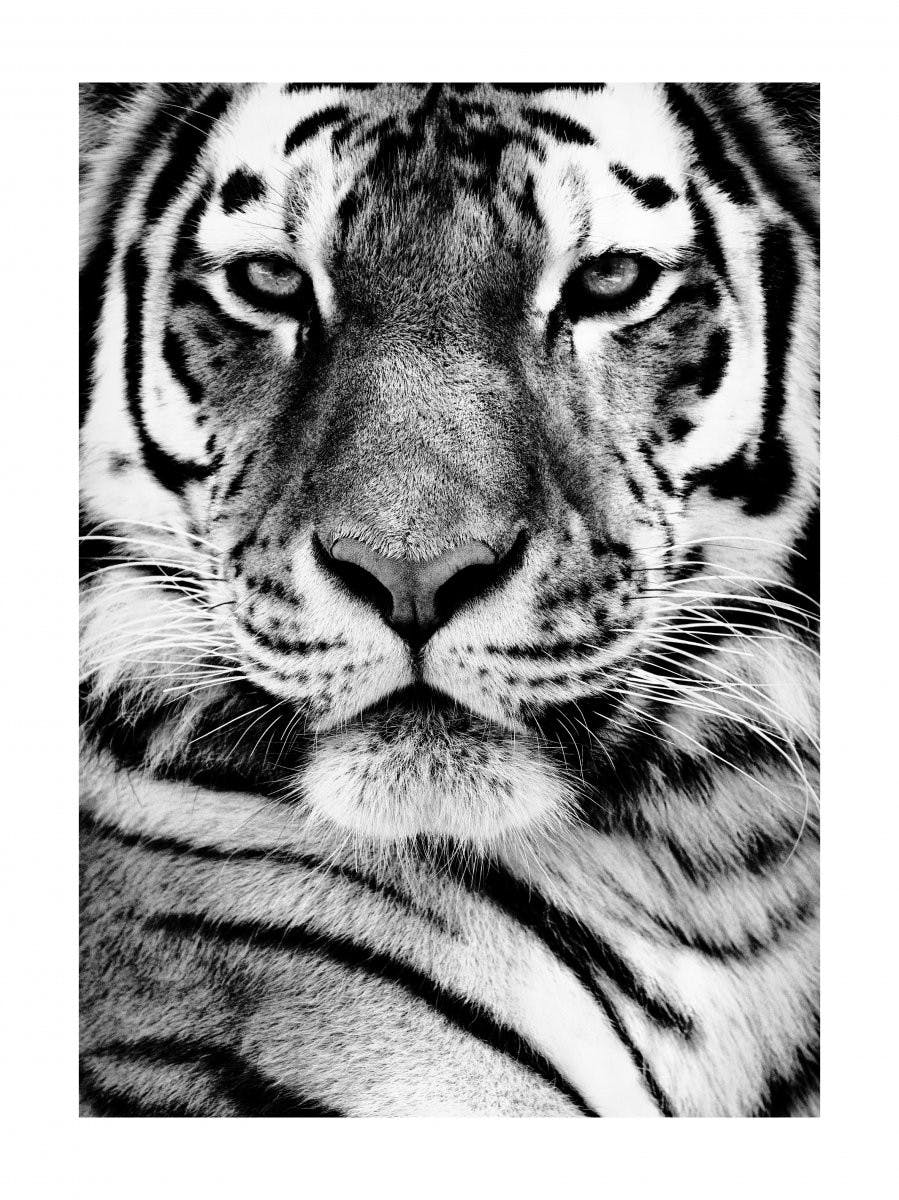 Sibirisk Tiger Plakat 0