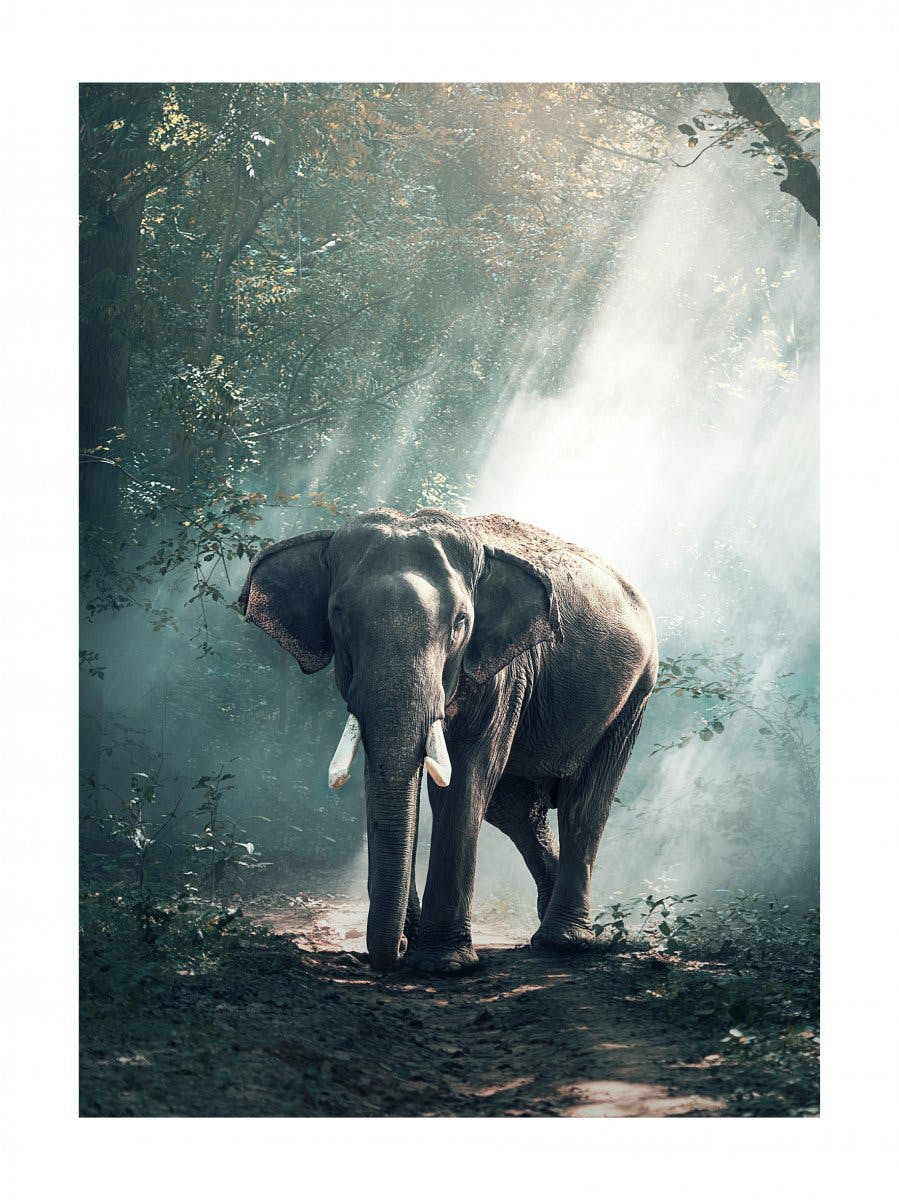 Elefant im Wald Poster 0