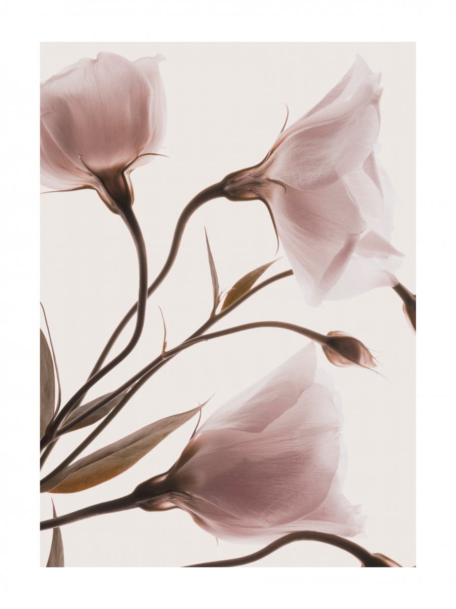 Pink Pastel Flowers No2 Poster 0