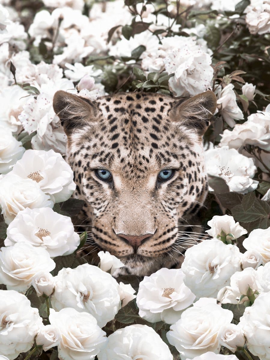 Weiße Rosen Leopard Poster 0