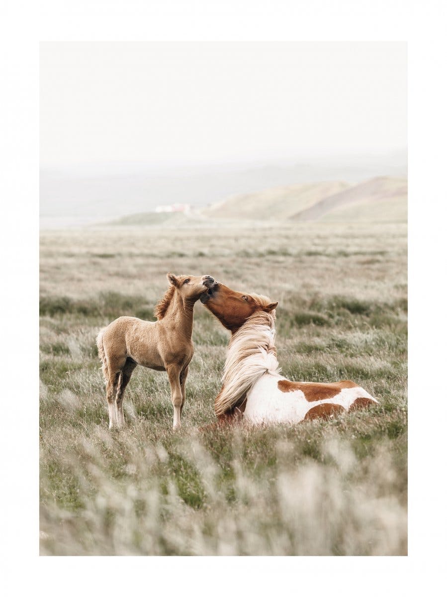 Pferde auf dem Feld Poster 0