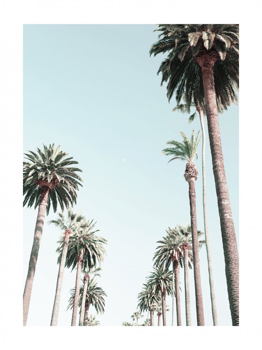 Palm Trees Poster 0