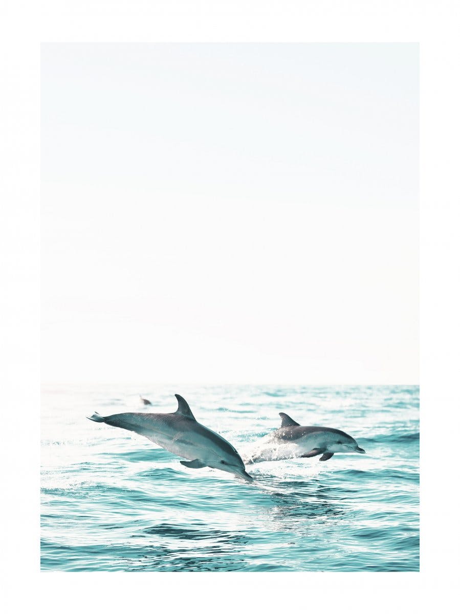 Twee Dolfijnen Poster 0