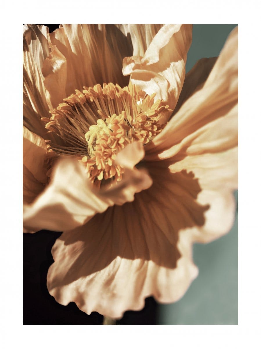 Pétales de Fleur de Pavot Poster 0