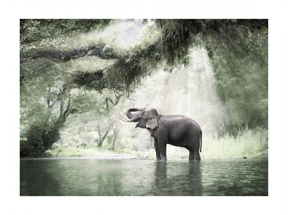 Elefant im Dschungel Poster 0