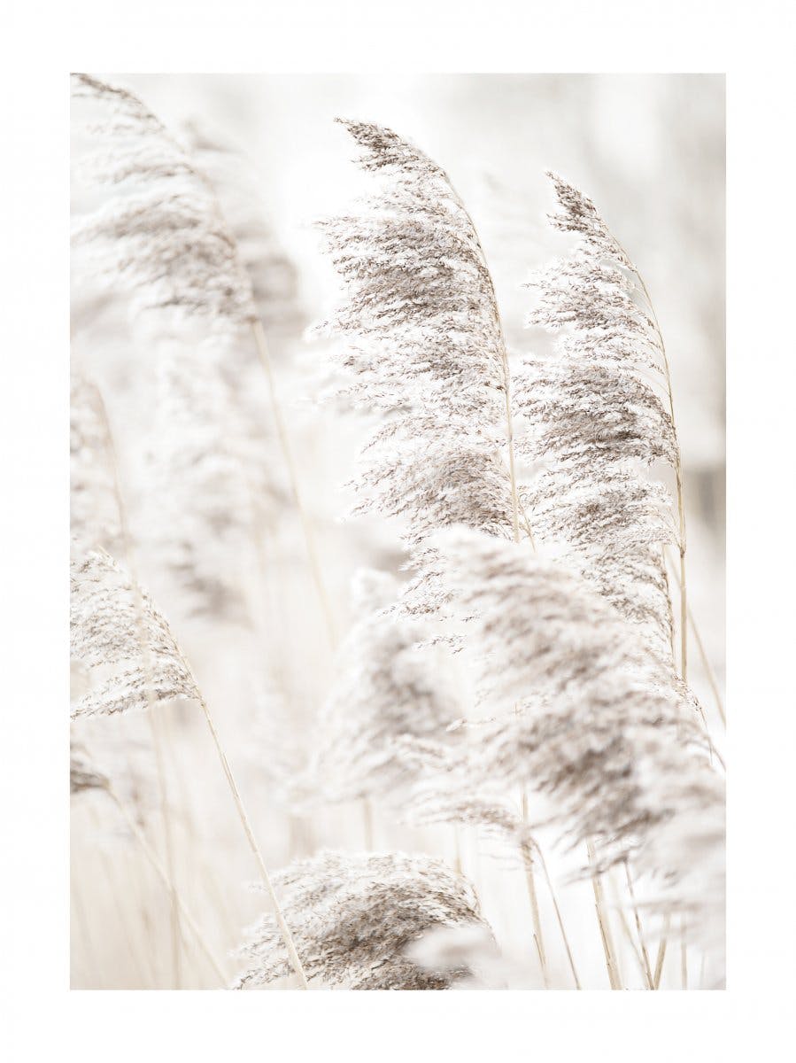 Reeds in Sunlight Poster 0
