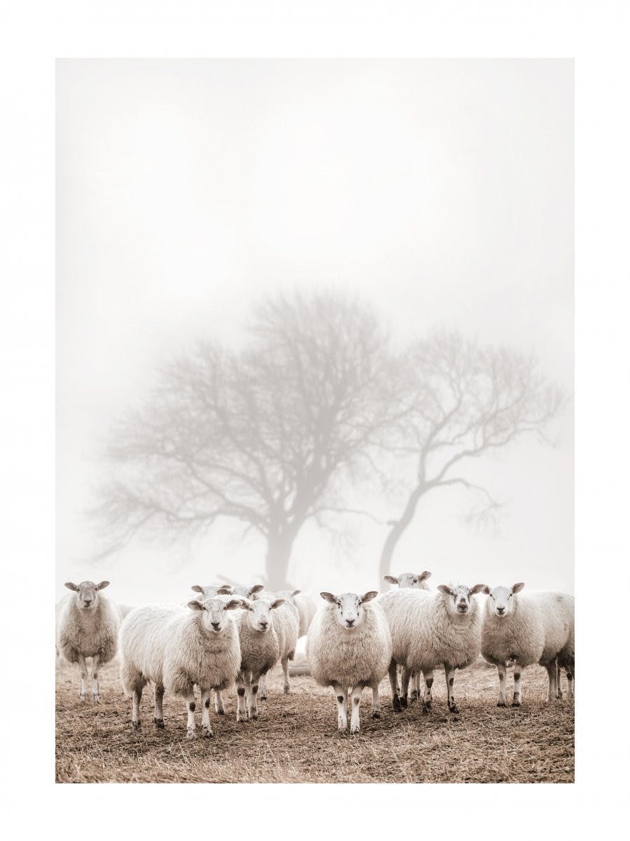 Stádo ovcí Plakát 0