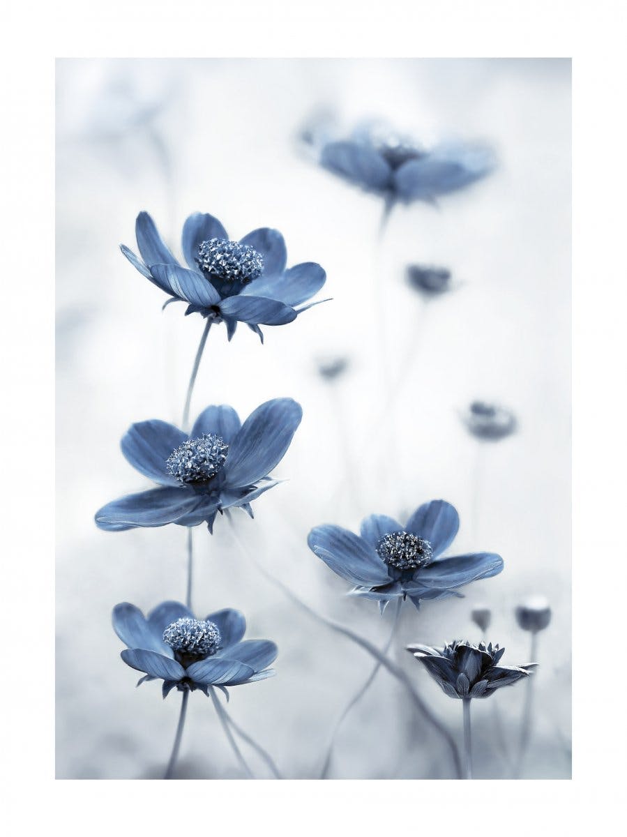 Blå Cosmos Blomster Plakat 0