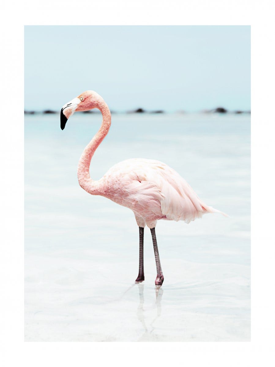Roze Flamingo Poster 0