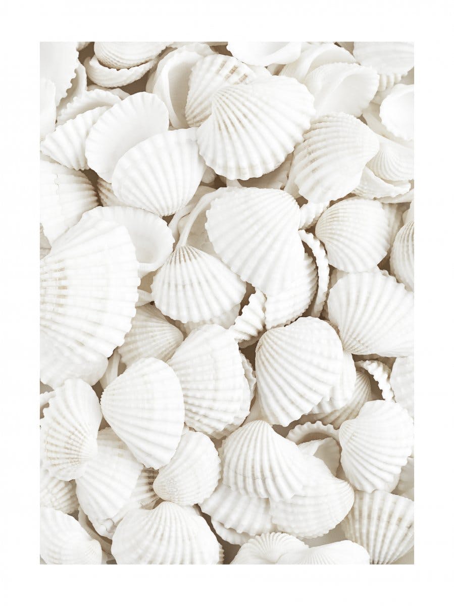 White Seashells Poster 0
