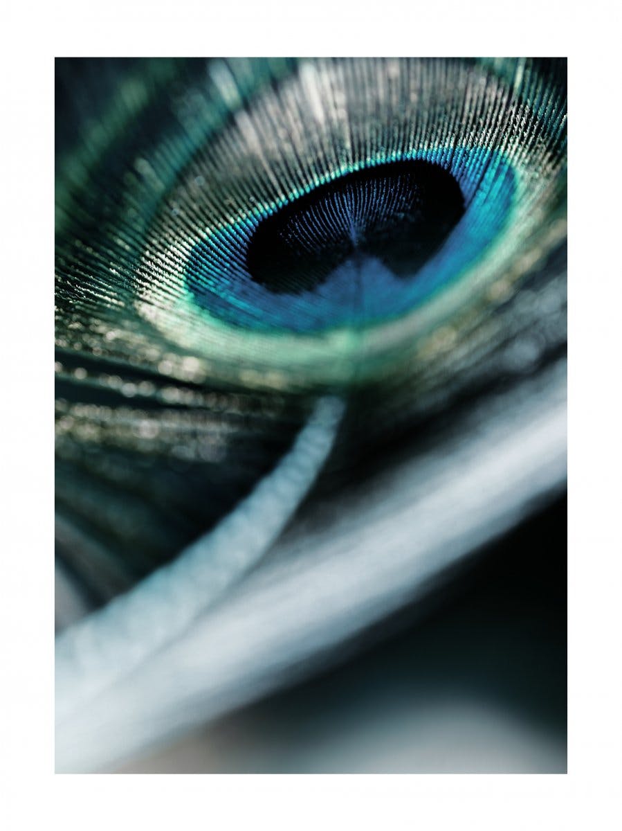 Peacock Feather Poster 0