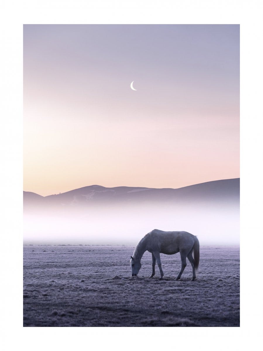 Paard in Maanlicht Poster 0