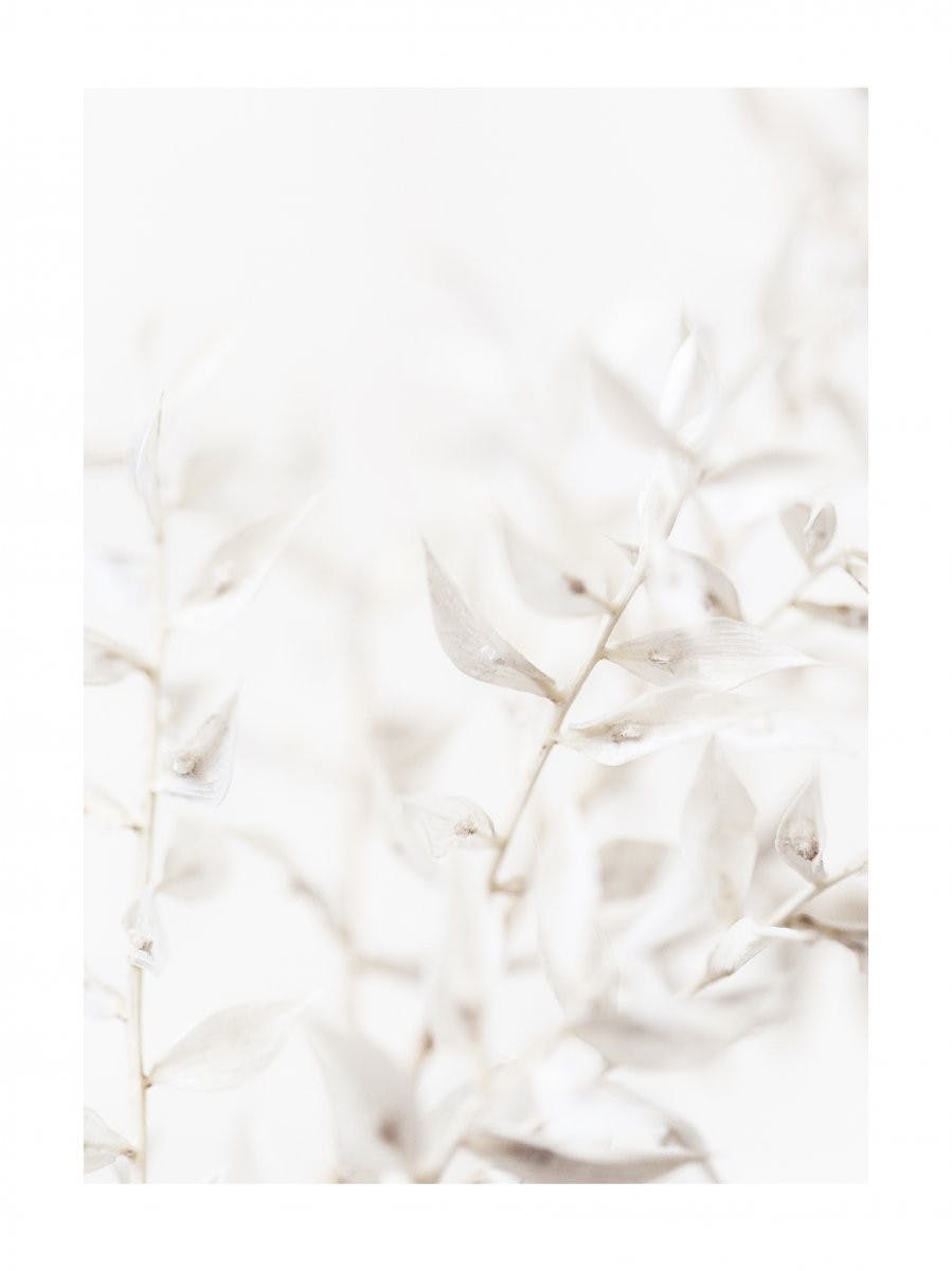 Tørket Hvite Blomster Poster 0