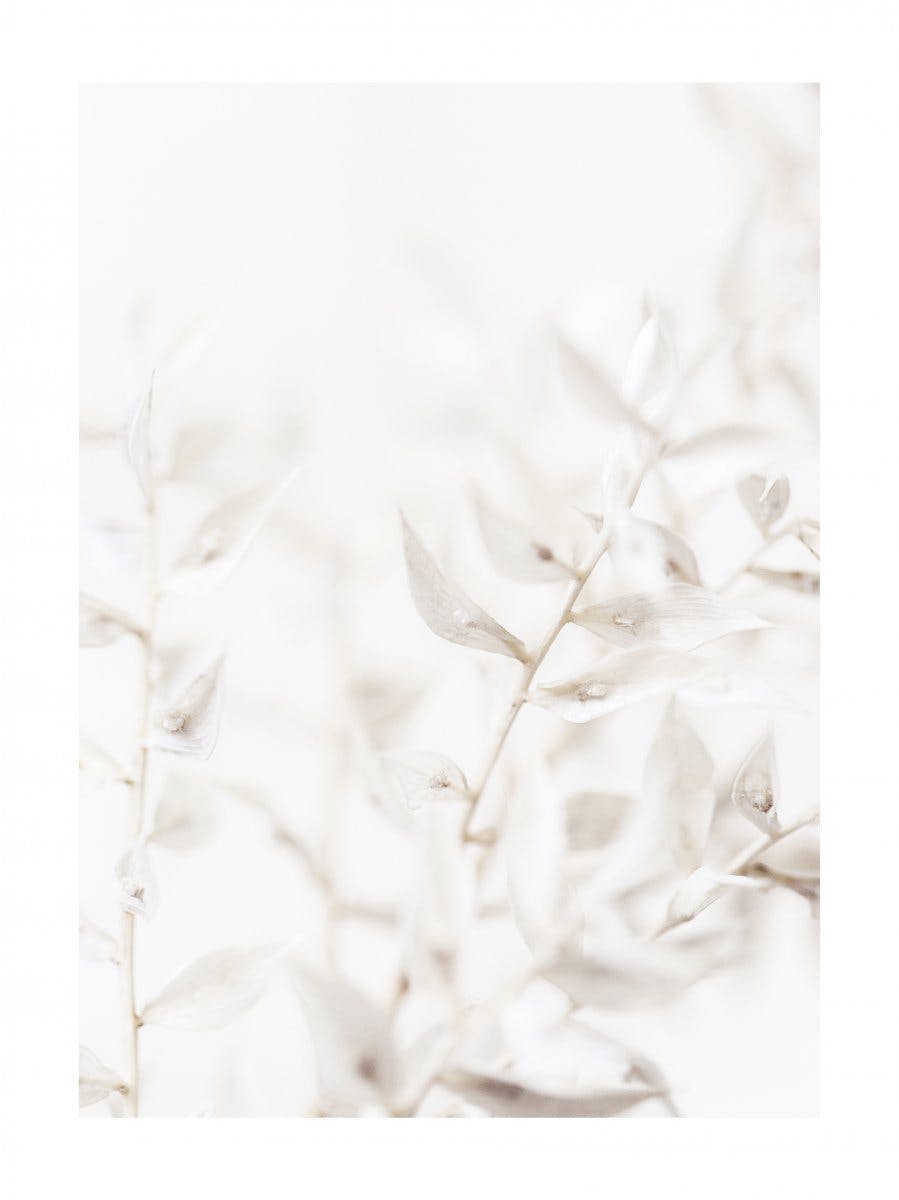 Fleurs Séchées Blanches Poster 0
