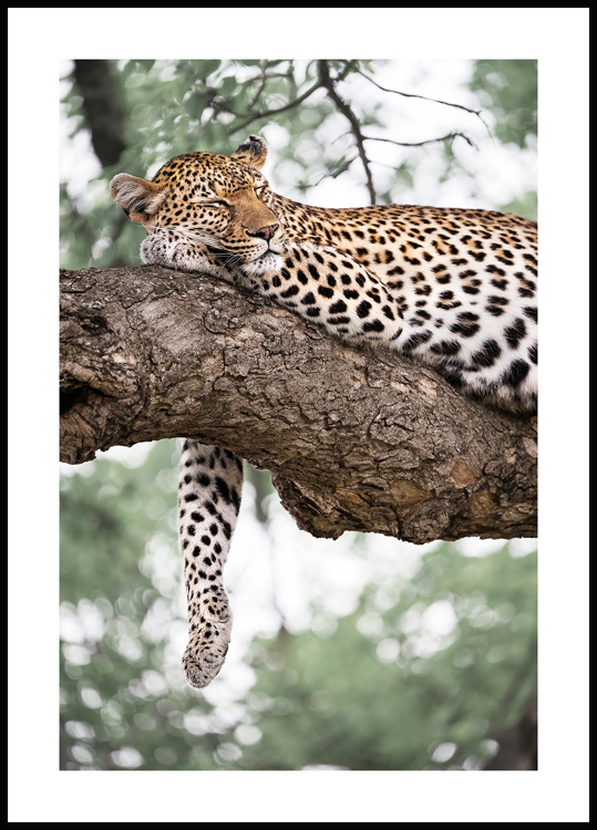 Entspannter Leopard Poster - Schöne Tierbilder
