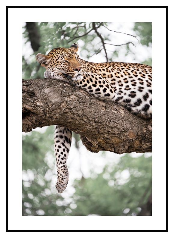 Plakat Zrelaksowany Lampart (21x30 cm) - Poster Store