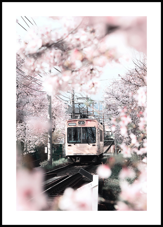 Poster Coupées en gros plan d'une fleur de cerisier