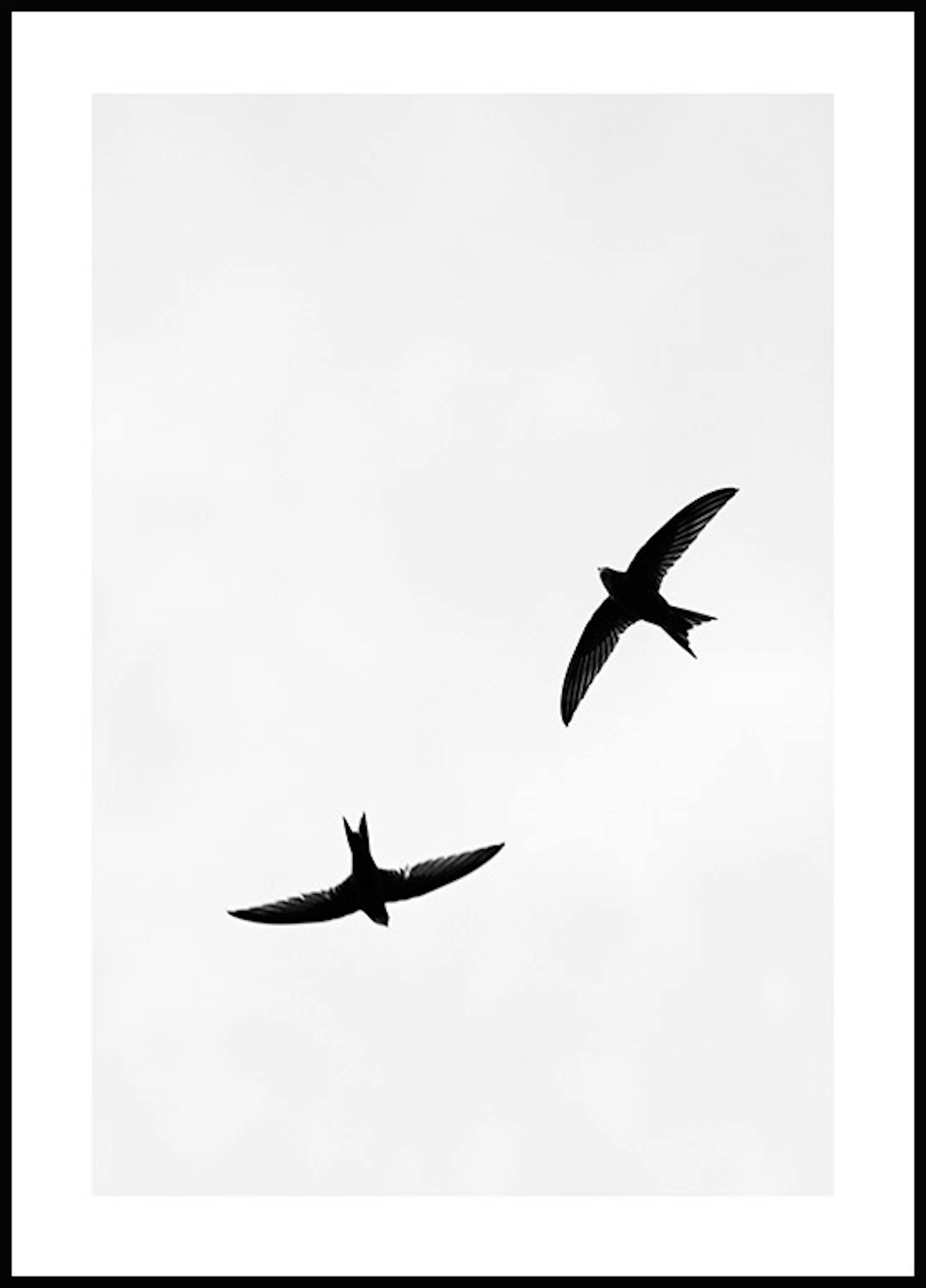 Fliegende Vögel Poster 0