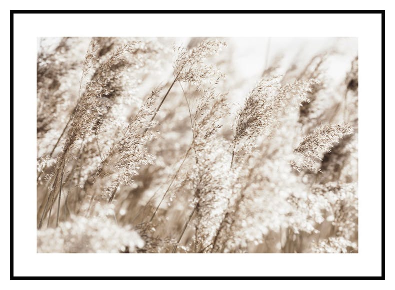 Vass vid Havet Poster (50x70 cm) - Poster Store
