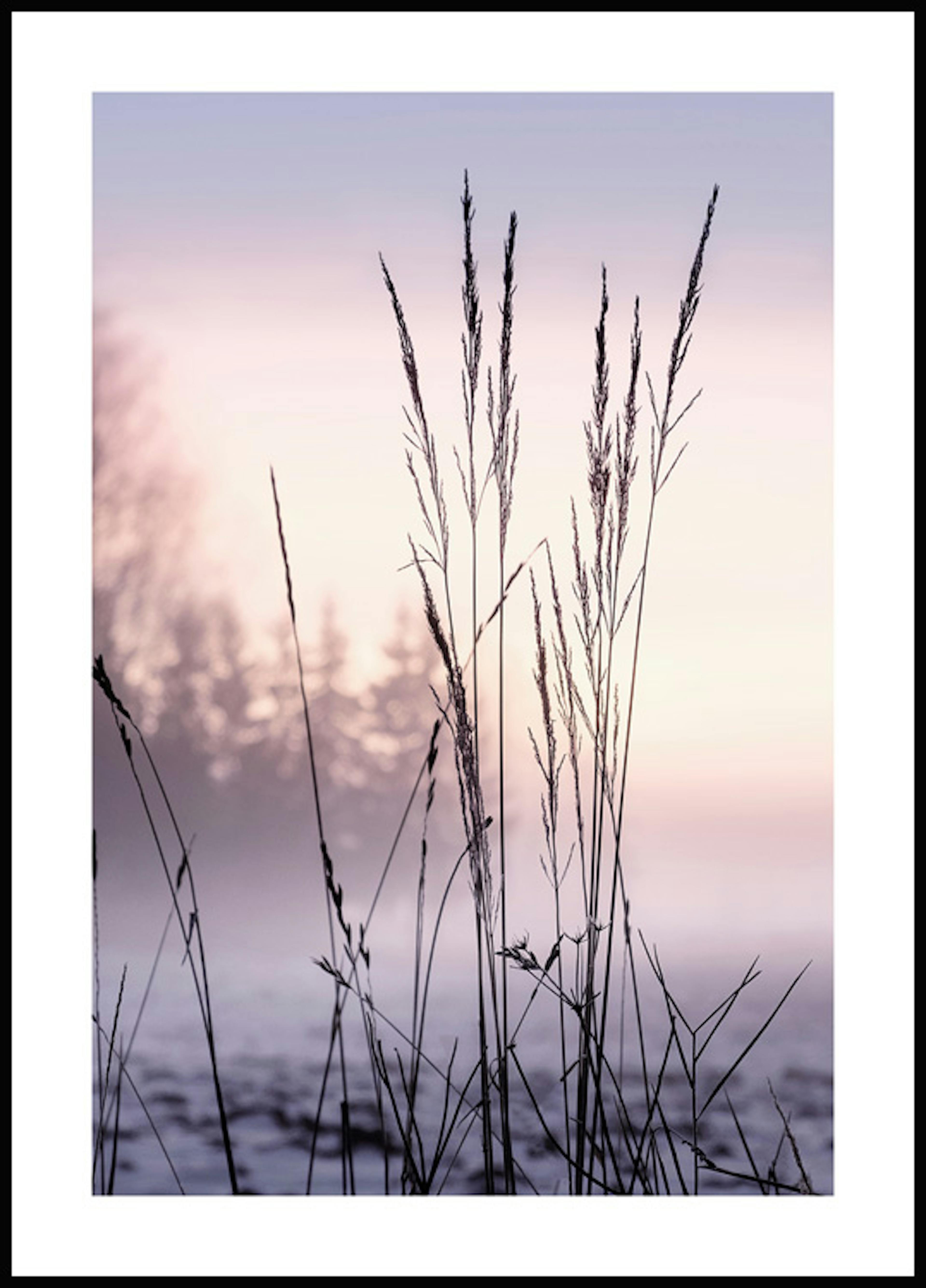 Grass in Sunset Poster 0