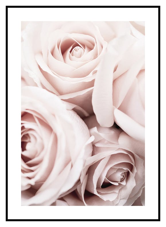 Prints Pink Roses Poster (50x70 cm) - Poster Store