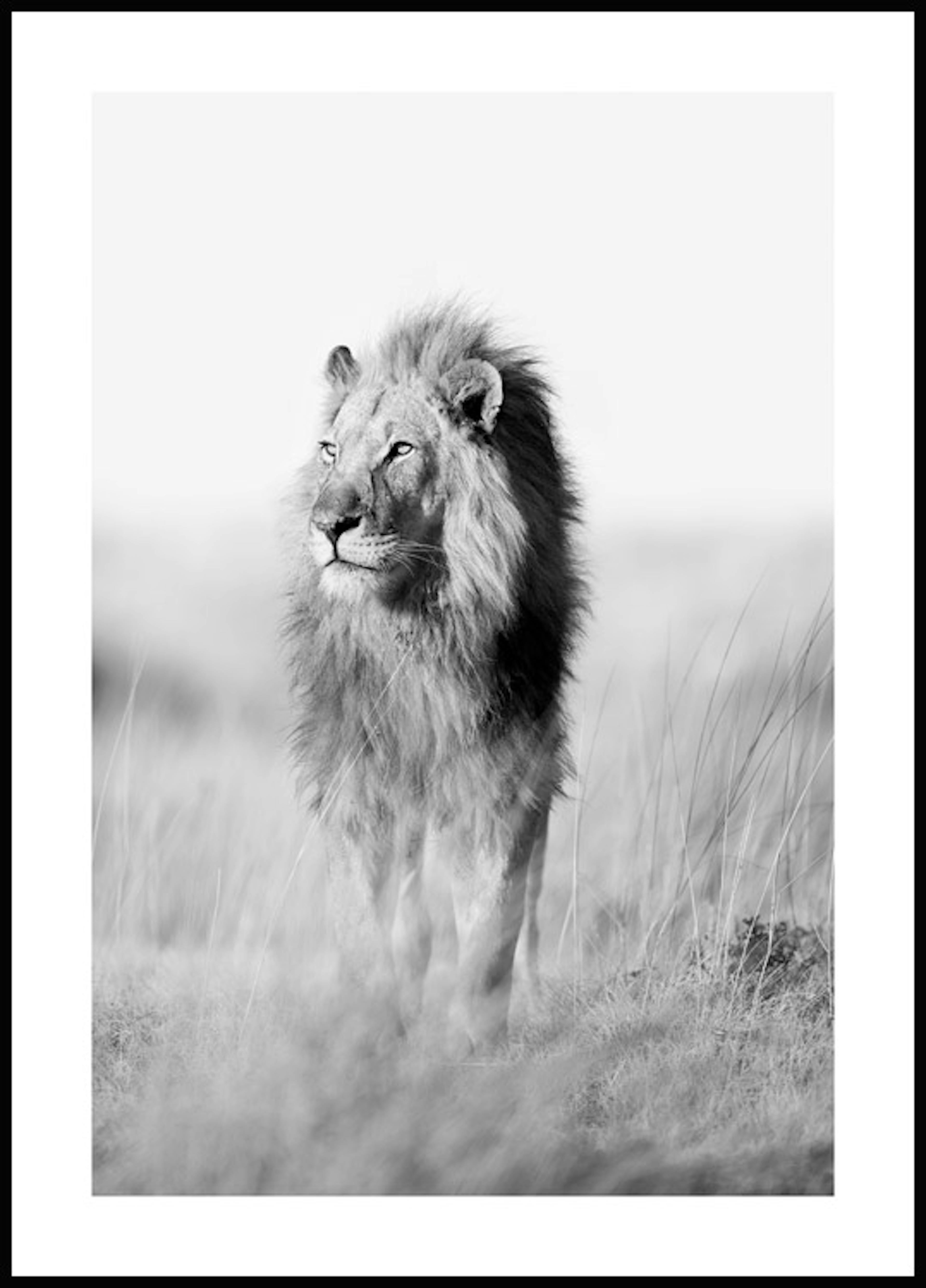 サバンナのライオン ポスター 0