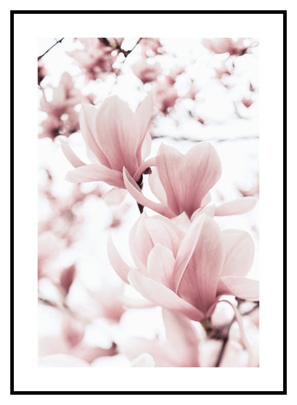 Plakat Gałęzie Magnolii (50x70 cm) - Poster Store