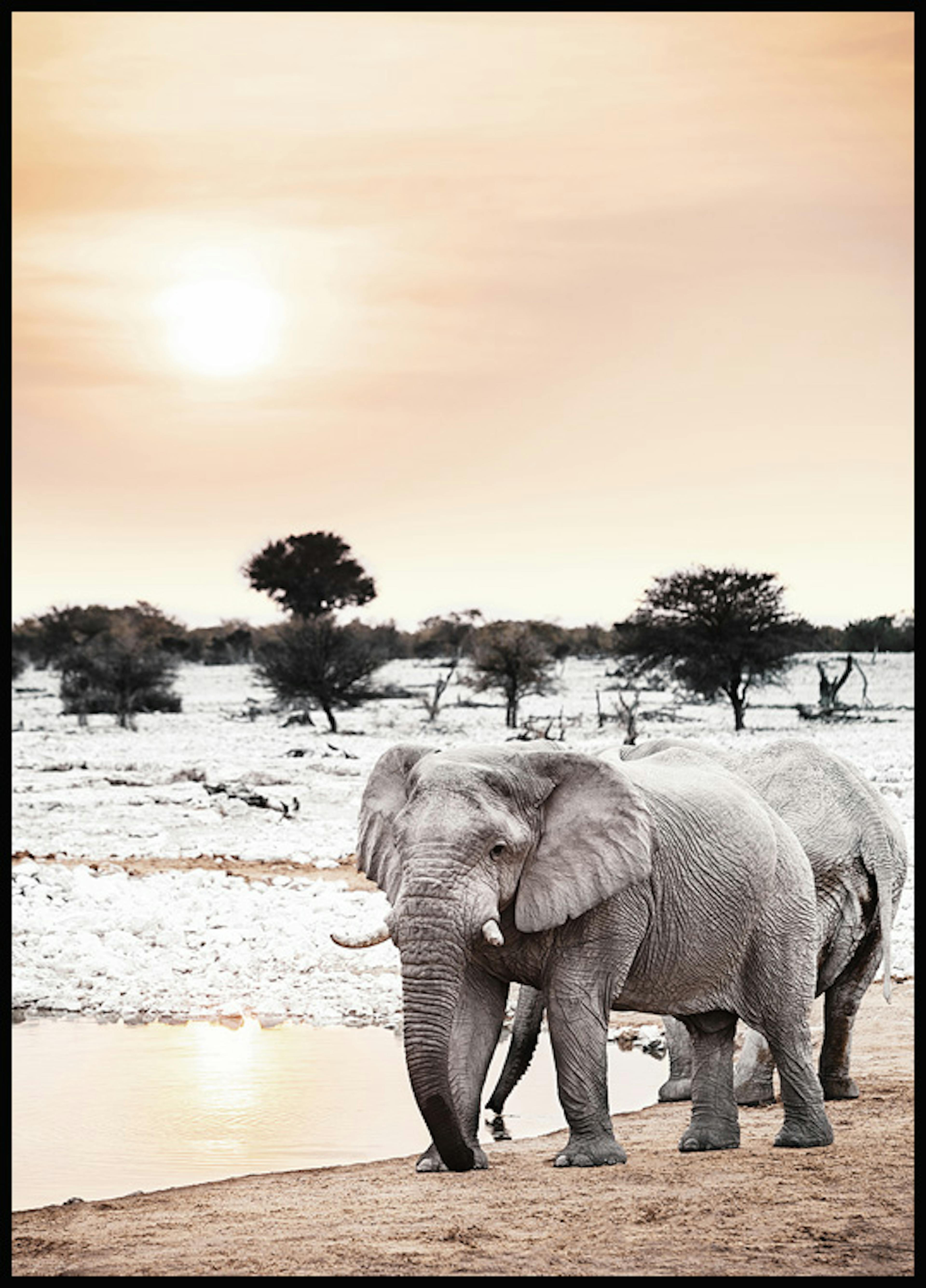 Elephant in Sunset Poster 0
