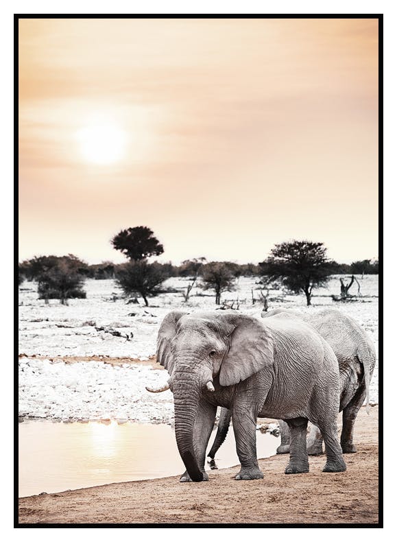 Elefant im Sonnenuntergang Poster (50x70 cm) - Poster Store