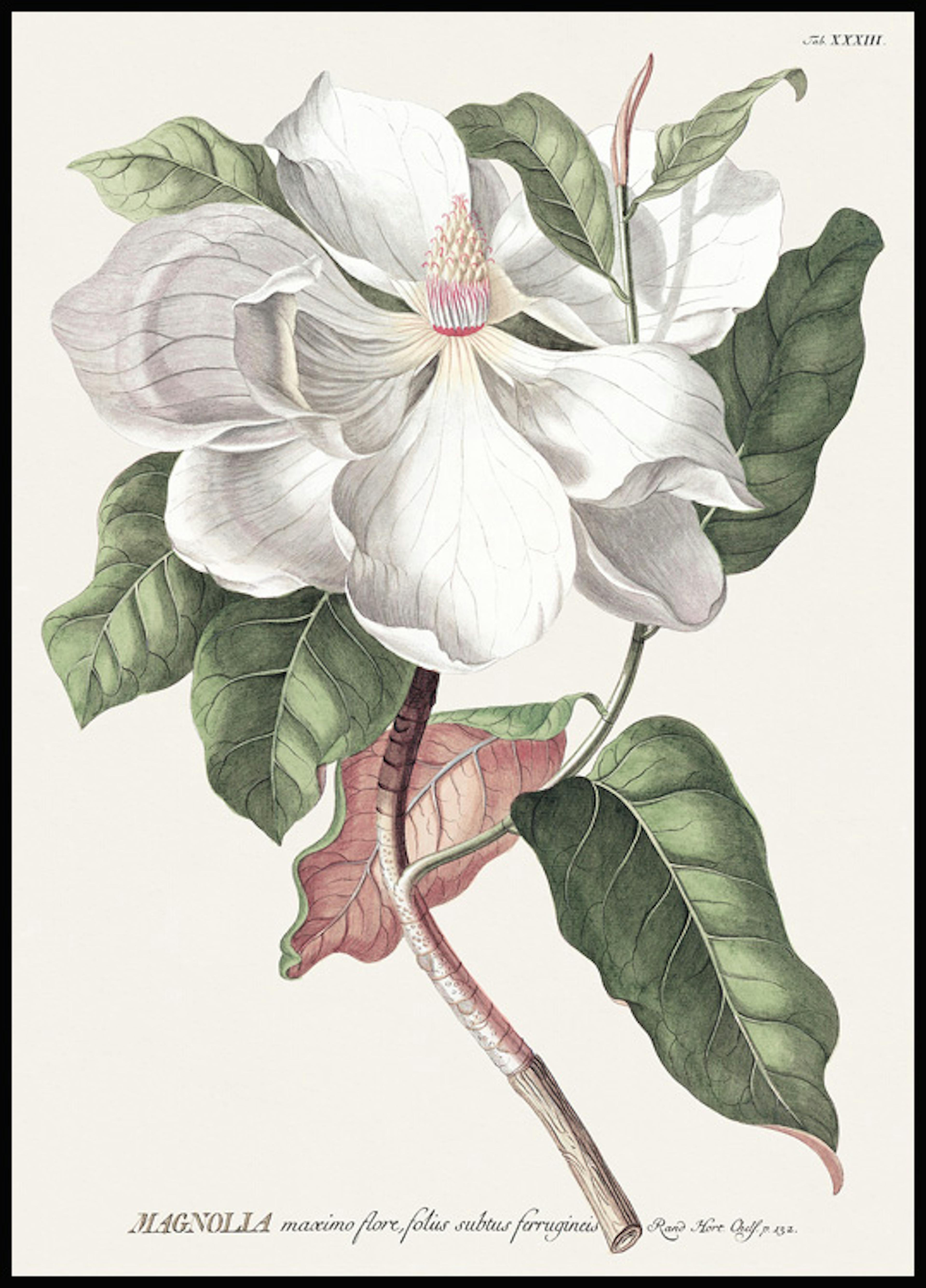 Vintage magnolie Plakát 0