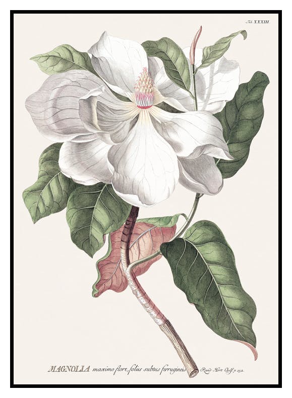 Vintage Magnolia Poster (21x30 cm) - Poster Store