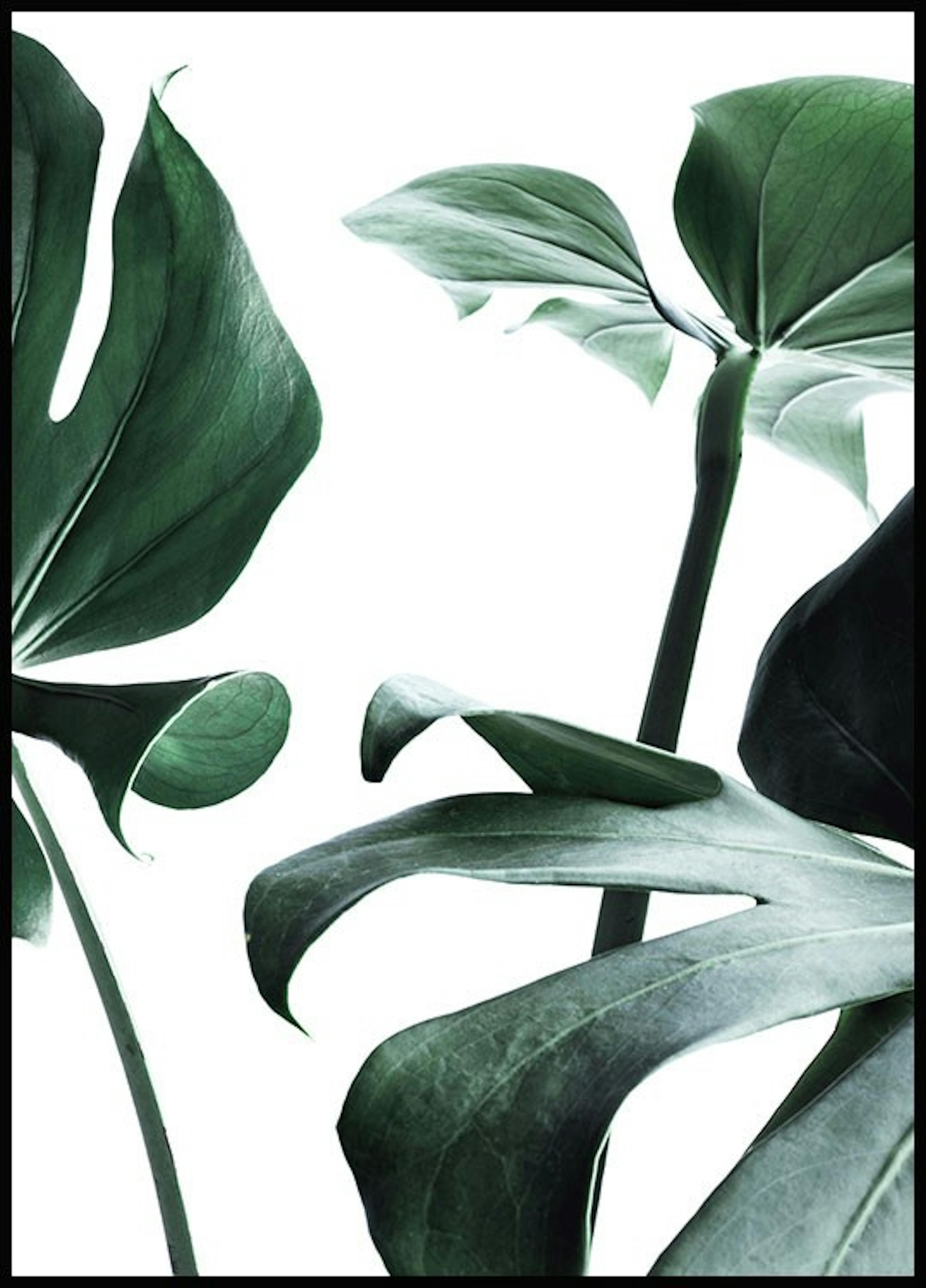 لوحة لصورة نبات قشطي 1 0