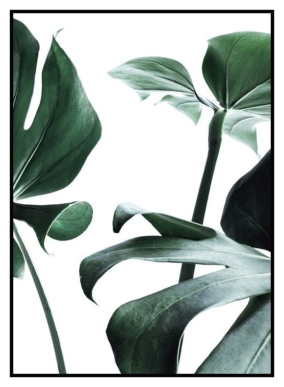 Plakat Monstera no.1 (40x50 cm) - Poster Store