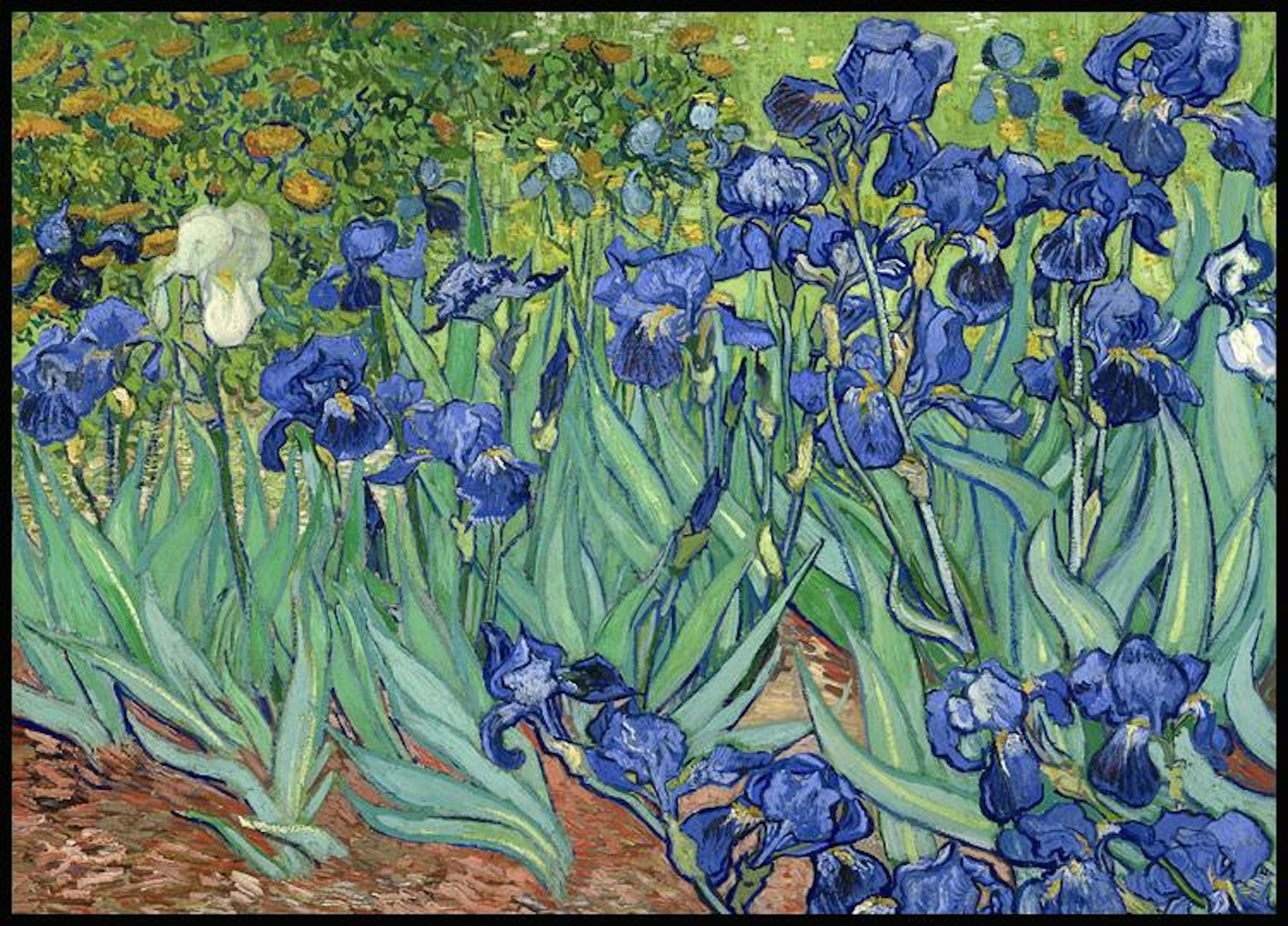 Vincent van Gogh Iris Póster 0