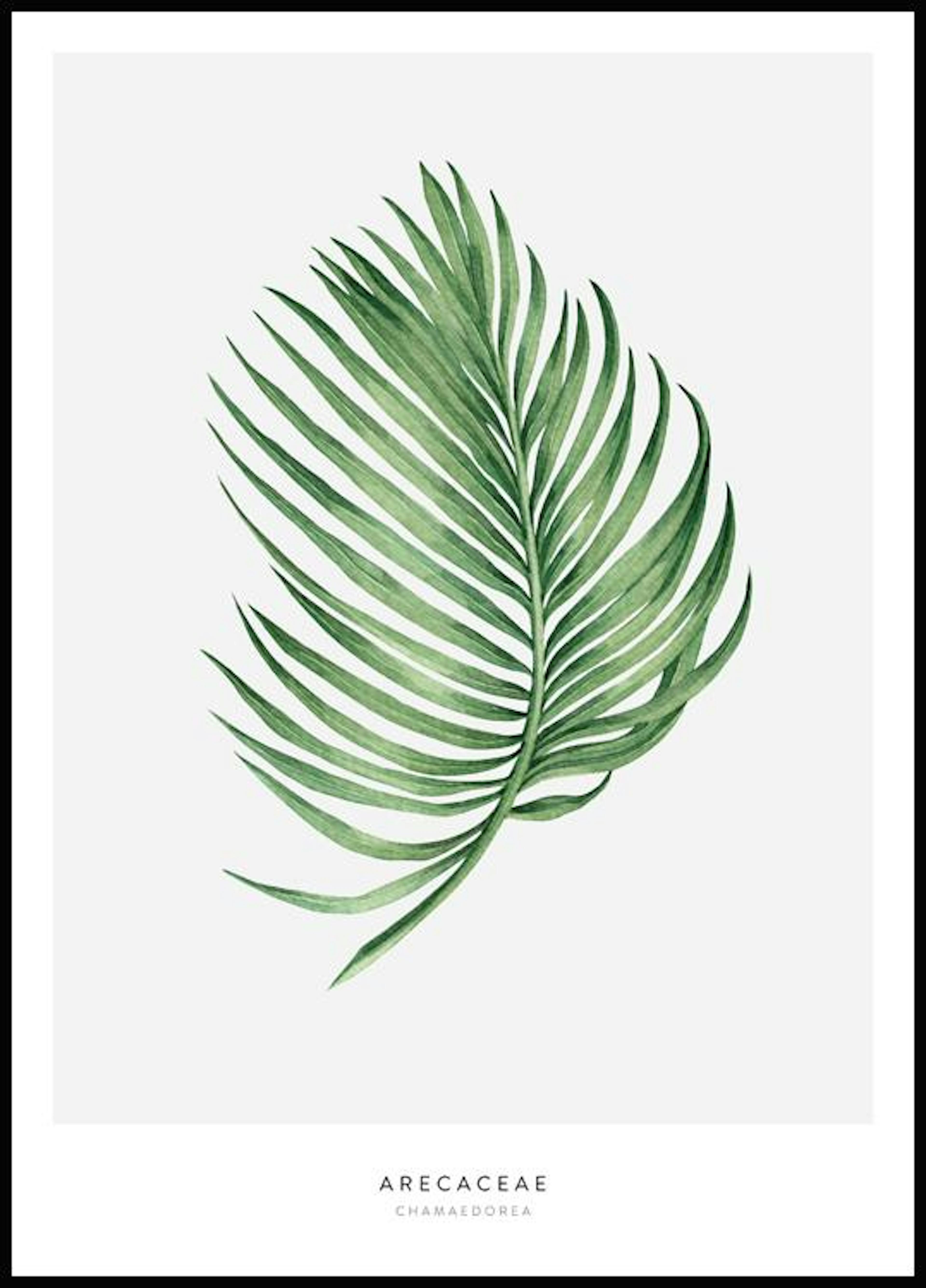 Arecaceae Leaf Poster 0