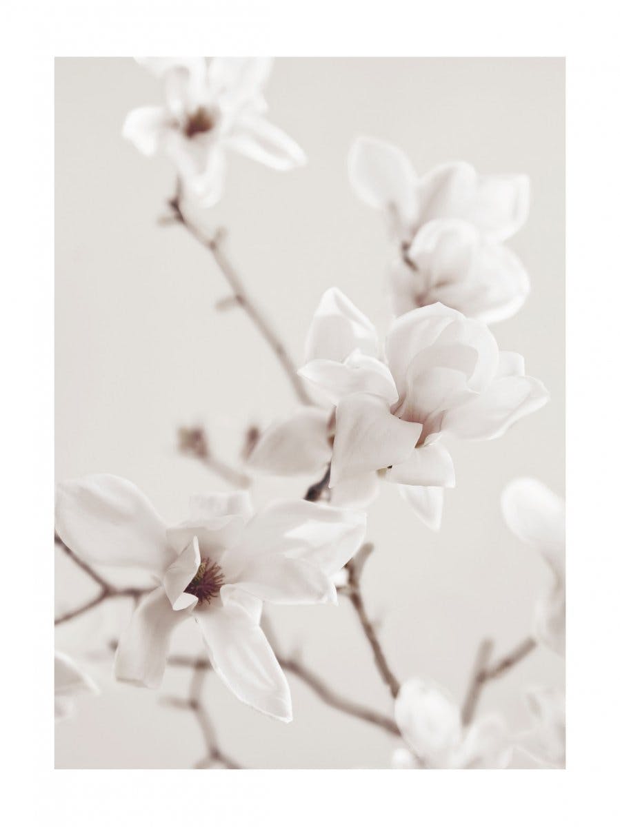 Plakat Gałąż Magnolii 0