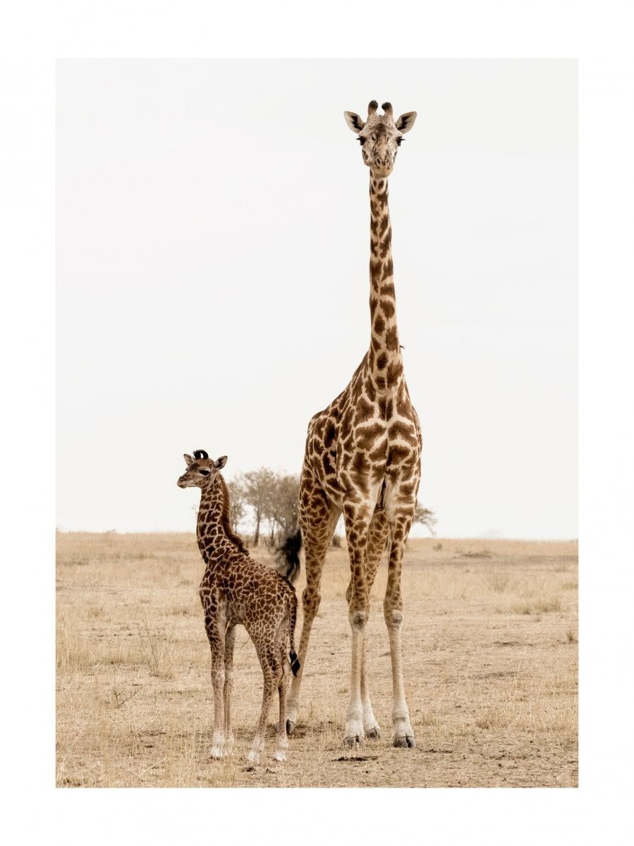 Žirafí rodina Plakát 0
