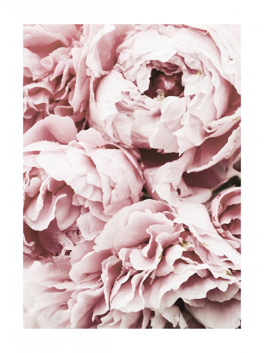 Poster bujori roz 0