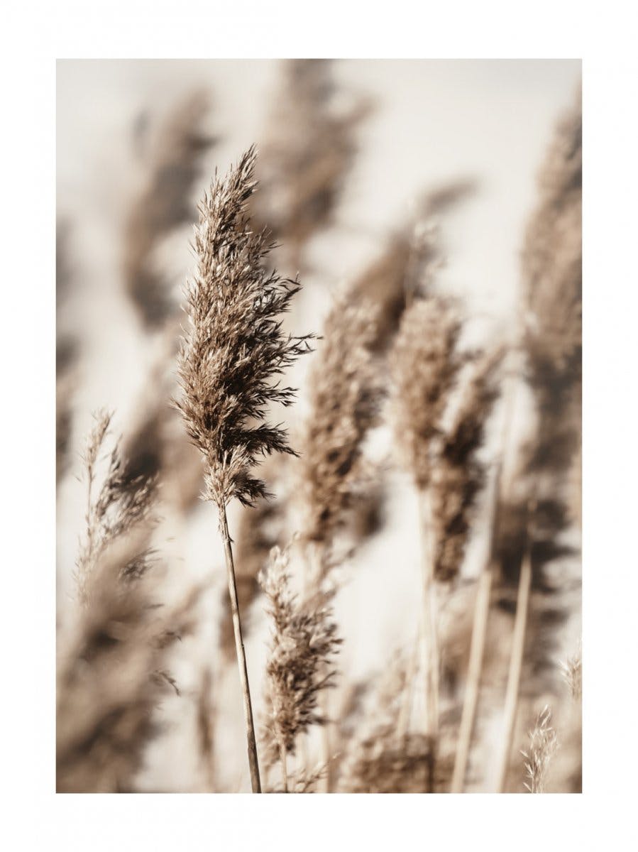 Reed Grass Poster 0