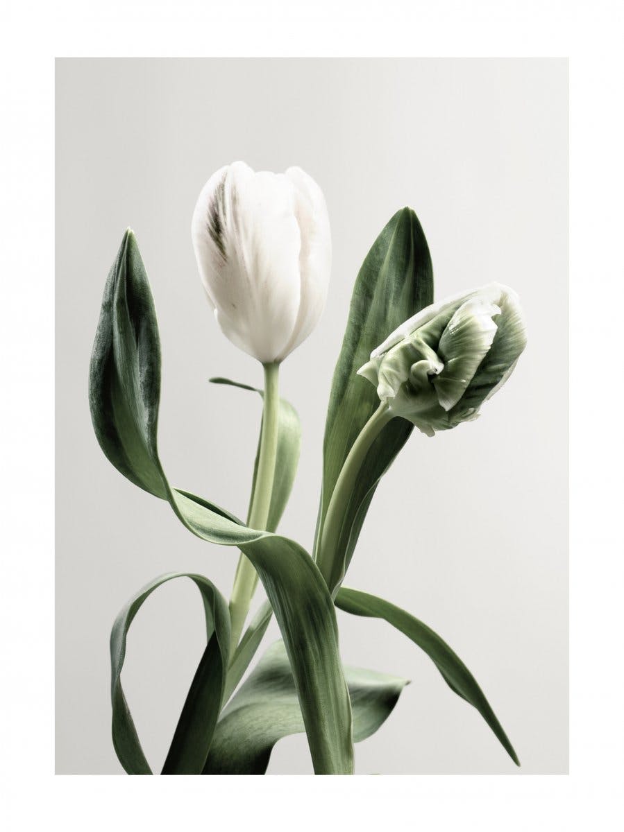 Tulpen Poster 0