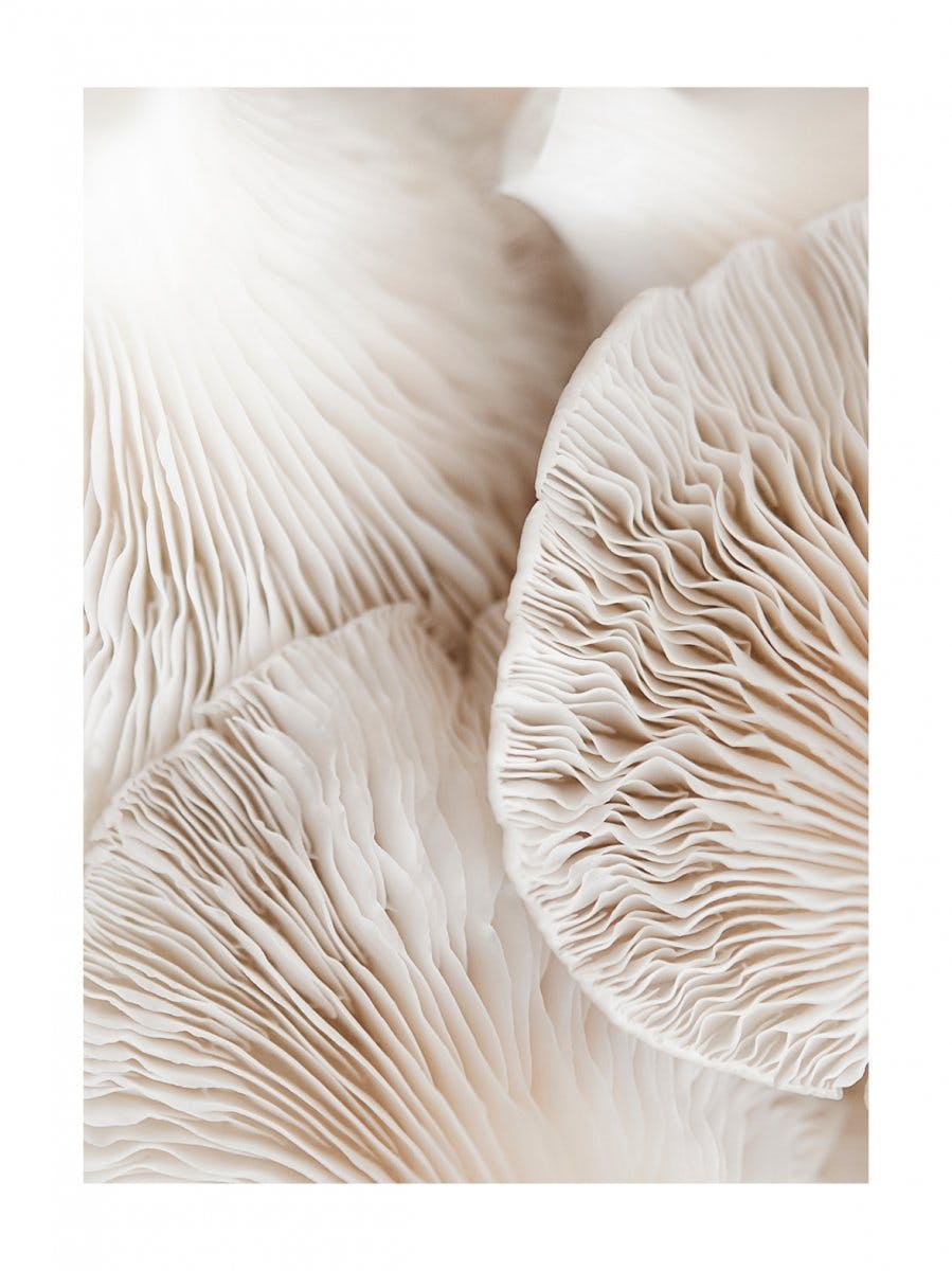 Mushroom Dream Juliste 0