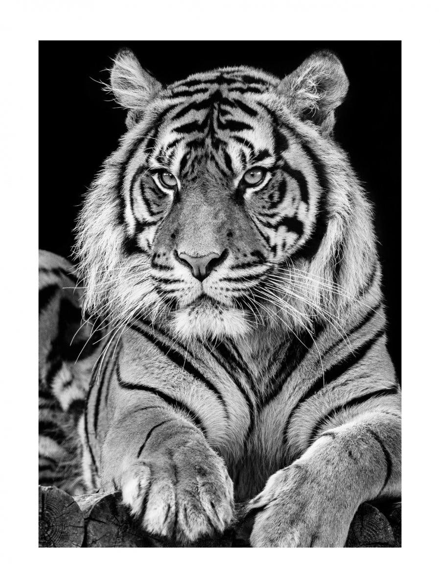 Retrato de Tigre Póster 0
