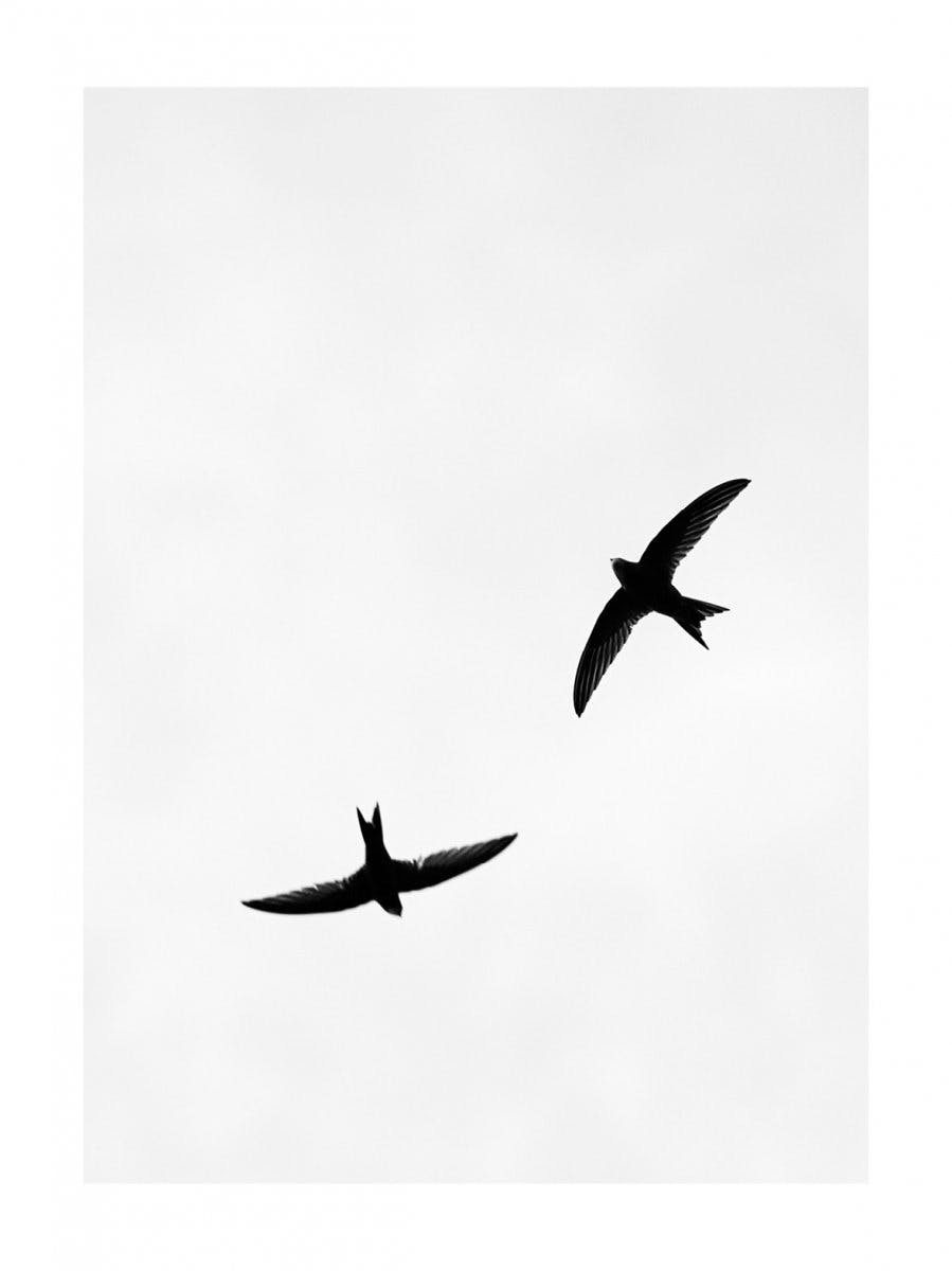 頭上の鳥たち ポスター 0